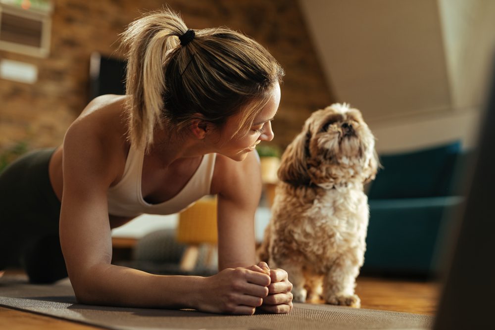 træning med hund