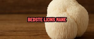 Bedste Lions Mane tilskud til fokus, sundhed & restituering